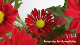  Presentation with red hibiscus rosa sinensis flower - Presentation consisting of gerbera border - red flower nature background background and a  colored foreground