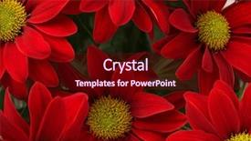  Presentation with red hibiscus rosa sinensis flower - Theme consisting of gerbera border - red flower nature background background and a  colored foreground