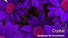  Presentation with moving about nature - Slides enhanced with gerbera border - violet flower nature background background and a violet colored foreground