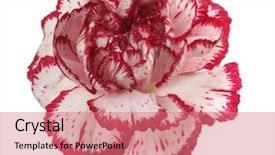  Presentation with meeting red white blue - PPT theme having gerbera border - white and red carnation flower background and a coral colored foreground