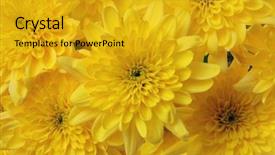  Presentation with iris flower yellow - PPT theme enhanced with gerbera border - yellow flower nature background background and a  colored foreground