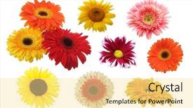  Presentation with sunflower - Audience pleasing presentation design consisting of gerbera chamomile sunflower lower isolated backdrop and a blonde colored foreground