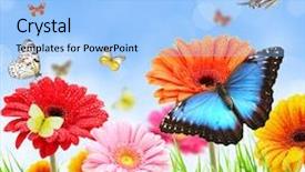 Presentation with butterfly - Colorful PPT layouts enhanced with gerbera daisies butterfly - colored gerber flowers with exotic backdrop and a light blue colored foreground