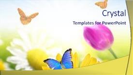  Presentation with rustic floral pic frames - PPT theme having gerbera daisies butterfly - floral background with butterflies background and a  colored foreground