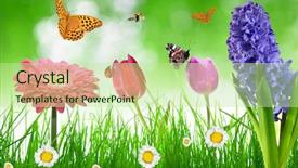  Presentation with butterflies - PPT theme featuring gerbera daisies butterfly - fresh spring grass with flower background and a  colored foreground