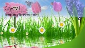  Presentation with butterflies - PPT theme having gerbera daisies butterfly - fresh spring grass with flower background and a  colored foreground