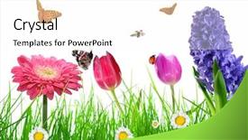  Presentation with easter bunny yellow spring flower - Theme enhanced with gerbera daisies butterfly - fresh spring grass with flower background and a  colored foreground