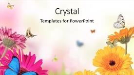  Presentation with rustic purple butterflies - Colorful PPT theme enhanced with gerbera daisies butterfly - gerber flowers with butterflies backdrop and a cream colored foreground