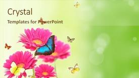  Presentation with gerbera daisy pink flower - Beautiful theme featuring gerbera daisies butterfly - gerbera flowers with exotic butterflies backdrop and a soft green colored foreground
