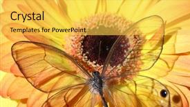  Presentation with gerbera daisies - Amazing theme having gerbera daisies butterfly - landing backdrop and a yellow colored foreground