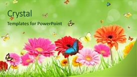  Presentation with romance - Theme consisting of gerbera daisies butterfly - nature romance background and a yellow colored foreground