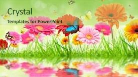  Presentation with spring - Colorful slides enhanced with gerbera daisies butterfly - spring background backdrop and a mint green colored foreground