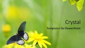  Presentation with focus - Colorful PPT theme enhanced with gerbera daisies butterfly - yellow camomile is backdrop and a yellow colored foreground