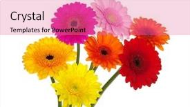  Presentation with gerbera daisies - Presentation design featuring politics - current affairs - missing piece background and a gray colored foreground