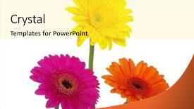  Presentation with gerbera daisies - Slide deck consisting of medicine leaf - cannabis sativa background and a soft green colored foreground