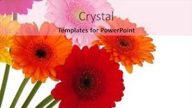  Presentation with gerbera daisies - Slide deck having gerbera daisies on a white background background and a lemonade colored foreground