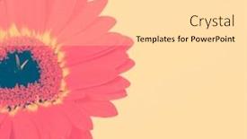  Presentation with gerbera daisy - Beautiful slide deck featuring gerbera-daisy-on-a-beige backdrop and a blonde colored foreground