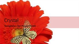  Presentation with gerbera daisy - Cool new presentation theme with gerbera daisy with butterfly backdrop and a red colored foreground