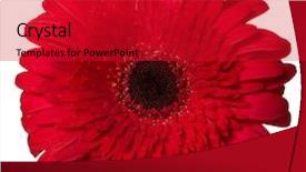  Presentation with dust - PPT layouts having gerbera deep focus no dust background and a red colored foreground