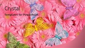  Presentation with gerbera daisy pink flower - Audience pleasing PPT theme consisting of gerbera flower and butterfly backdrop and a coral colored foreground