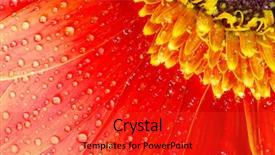  Presentation with flower - Cool new PPT theme with gerbera flower close up background backdrop and a red colored foreground