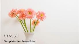  Presentation with color pink - Presentation theme featuring gerbera-flower-in-pink-color background and a lemonade colored foreground