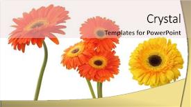  Presentation with flower - PPT theme with gerbera flower isolated on white background and a lemonade colored foreground