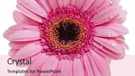  Presentation with flower - Amazing presentation theme having gerbera flower isolated on white backdrop and a coral colored foreground