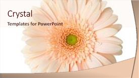  Presentation with apricot - Cool new PPT theme with gerbera flower of apricot color backdrop and a lemonade colored foreground