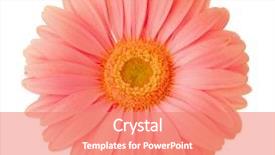  Presentation with coral - Colorful slide set enhanced with gerbera flower of coral color backdrop and a coral colored foreground