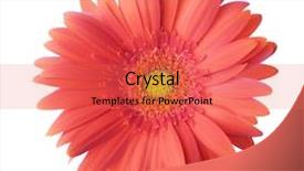  Presentation with coral - PPT theme having gerbera flower of coral color background and a red colored foreground
