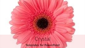  Presentation with light pink - Presentation theme featuring gerbera-flower-of-light-pink background and a coral colored foreground