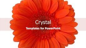  Presentation with color orange - Cool new PPT theme with gerbera-flower-of-red-orange backdrop and a crimson colored foreground