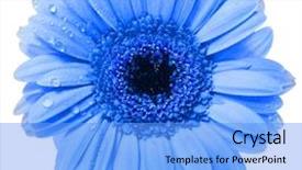  Presentation with water drop - Colorful slide set enhanced with gerbera flower with water drop backdrop and a light blue colored foreground