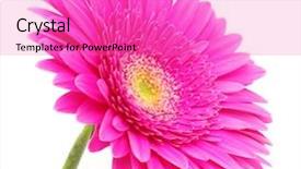  Presentation with gerbera daisy pink flower - Audience pleasing PPT layouts consisting of gerbera flower backdrop and a coral colored foreground