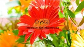  Presentation with blurred flowers - Theme featuring gerbera flowers agaisnt green blurred background and a red colored foreground