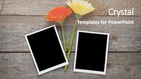  Presentation with flowers - Audience pleasing PPT theme consisting of gerbera flowers and photo frames backdrop and a coral colored foreground