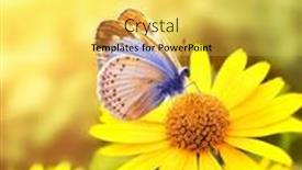  Presentation with meadow - Presentation having gerbera-flowers-in-a-meadow background and a  colored foreground