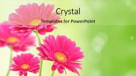  Presentation with pink green - Audience pleasing slide deck consisting of gerbera flowers on green shiny backdrop and a soft green colored foreground