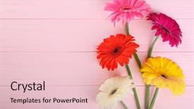  Presentation with pink flowers - PPT layouts featuring gerbera flowers on pink wooden background and a  colored foreground