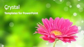  Presentation with shiny - Slides featuring gerbera with blur shiny background background and a shamrock green colored foreground
