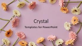  Presentation with frame pink - PPT layouts enhanced with gerberas - frame made of white pink background and a soft green colored foreground