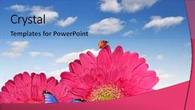  Presentation with butterfly colombia - Colorful slide set enhanced with gerberas-with-butterfly and a  colored foreground