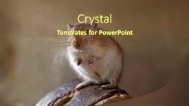  Presentation with gerbil - Presentation design featuring gerbil-desert-rat-sitting background and a tawny brown colored foreground