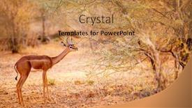  Presentation with kenya - PPT theme with gerenuk-antelope-samburu-special-five background and a coral colored foreground