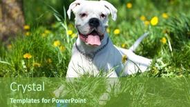  Presentation with boxer dog - Beautiful slide set featuring german-boxer-dog-portrait backdrop and a tawny brown colored foreground