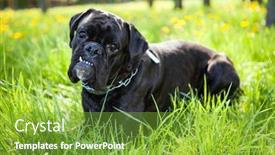  Presentation with boxer dog - Theme having german-boxer-dog-portrait background and a tawny brown colored foreground