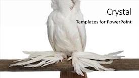  Presentation with feathered - Cool new PPT theme with german helmet with feathered feet pigeon perched on stick in front of white background backdrop and a white colored foreground
