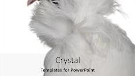  Presentation with feathered - Presentation featuring german-helmet-with-feathered-feet background and a light gray colored foreground