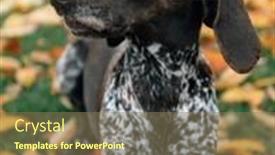  Presentation with pointer - PPT theme featuring german-pointer-dog-on-autumn background and a violet colored foreground